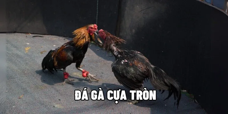 đá gà cựa tròn
