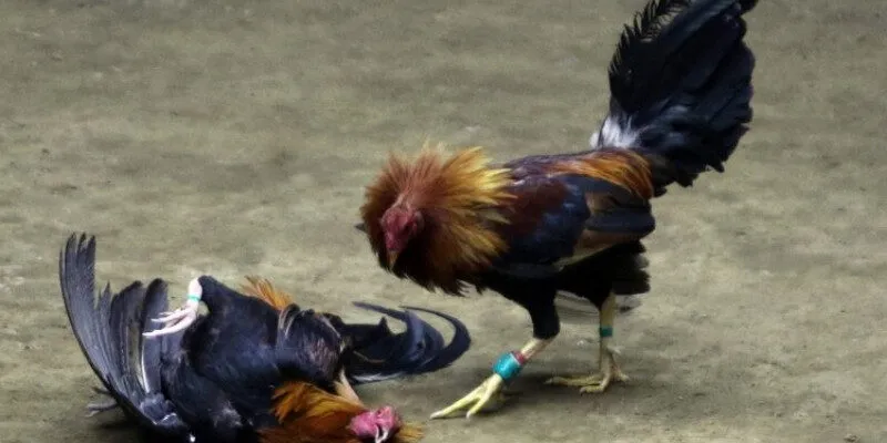 Bí quyết chăm sóc và huấn luyện gà chiến tham gia đá gà cựa tròn