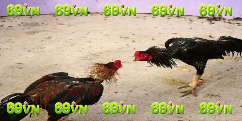 Cách nhận biết gà chọi giỏi dựa vào lối đá thông hẳn