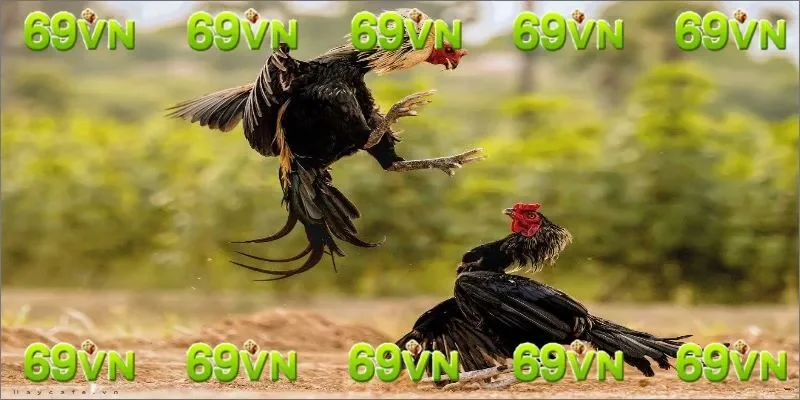 Cách nhận biết gà chọi đá giỏi dựa vào tiếng gáy