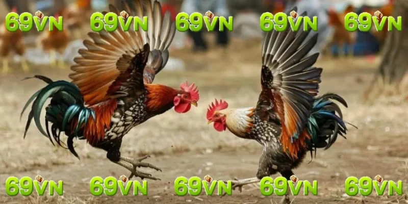 Cách nhận biết gà chọi giỏi dựa vào lối đá đầu mặt