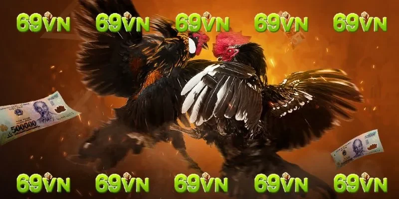 cách nhận biết gà chọi giỏi