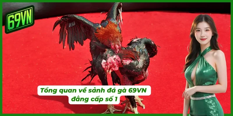 Giới thiệu về đá gà 69VN